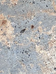 Lepidocyrtus paradoxus