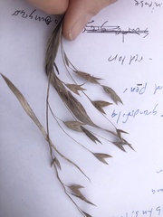 Chasmanthium latifolium