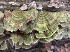 Trametes villosa