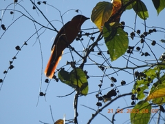 Pericrocotus speciosus