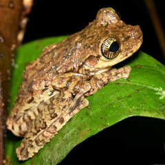 Osteocephalus oophagus