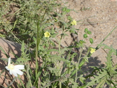 Emmenanthe penduliflora