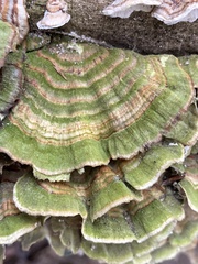 Trametes villosa