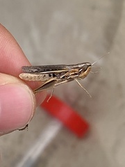 Euchorthippus elegantulus