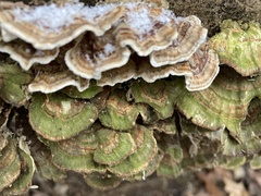 Trametes villosa