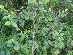 Helicteres baruensis