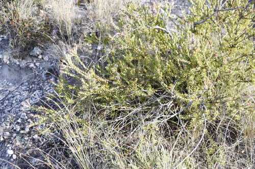 Image of Leucadendron coriaceum by (c) Tony Rebelo, some rights reserved (CC BY-SA)