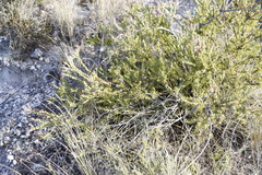 Leucadendron coriaceum