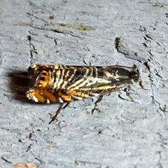 Thaumatographa jonesi