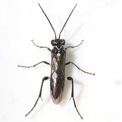 Pachyprotasis rapae