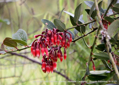 Macleania rupestris