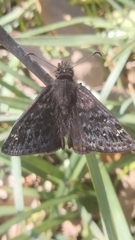 Erynnis persius