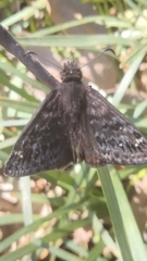 Erynnis persius