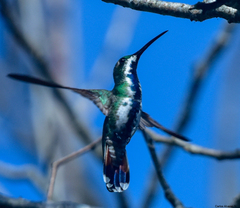 Anthracothorax prevostii