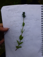 Veronica bellidioides