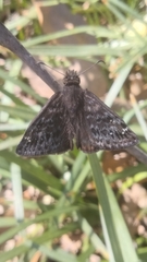 Erynnis persius