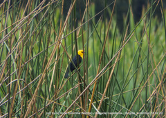 Chrysomus icterocephalus bogotensis