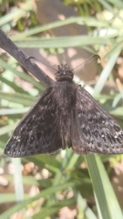Erynnis persius