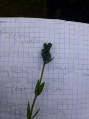 Veronica bellidioides