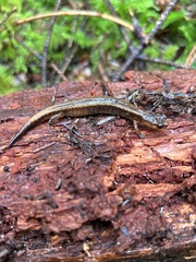 Plethodon dunni