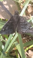 Erynnis persius