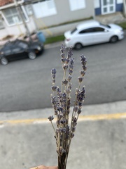 Angiospermae