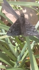 Erynnis persius