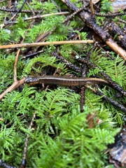 Plethodon dunni