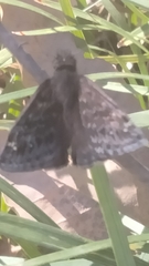 Erynnis persius