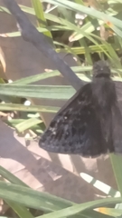 Erynnis persius