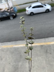 Angiospermae