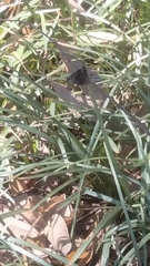 Erynnis persius