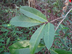 Semialarium mexicanum