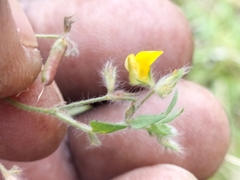 Lotus subbiflorus subbiflorus