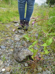 Epilobium nutans