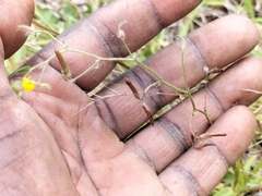 Lotus subbiflorus subbiflorus