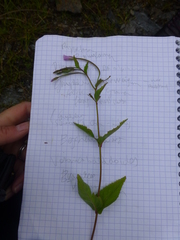 Epilobium nutans