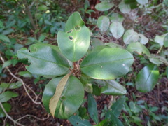 Chrysophyllum mexicanum