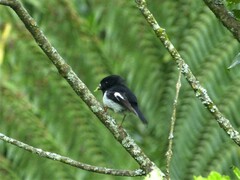 Petroica macrocephala