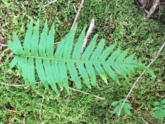 Polypodium glycyrrhiza