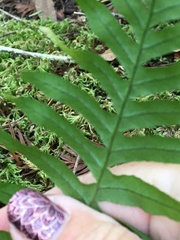 Polypodium glycyrrhiza