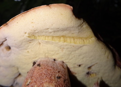 Boletus subcaerulescens