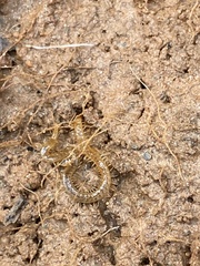 Geophilidae
