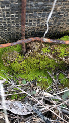 Pseudanomodon attenuatus