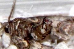 Paectes oculatrix