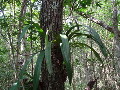 Encyclia alata
