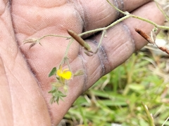 Lotus subbiflorus subbiflorus