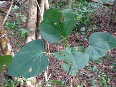 Jatropha gaumeri