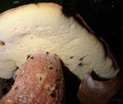 Boletus subcaerulescens