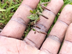 Lotus subbiflorus subbiflorus